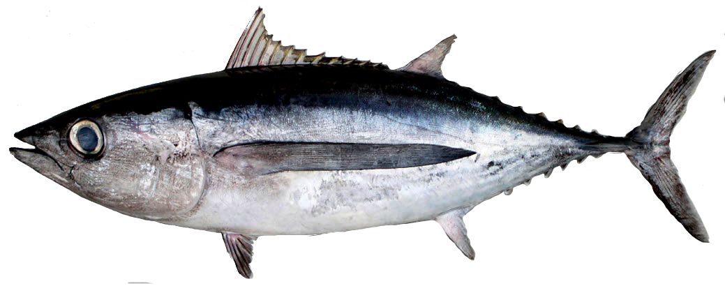 Thunnus alalunga_06.jpg